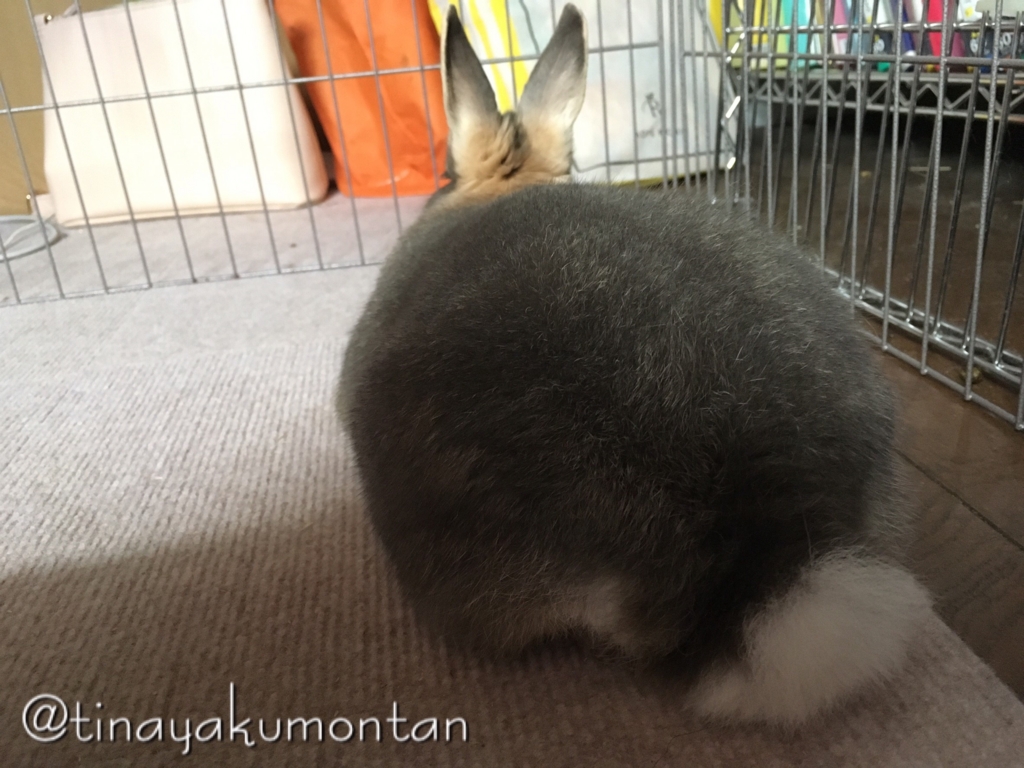 f:id:tinayakumontan:20160710094431j:plain