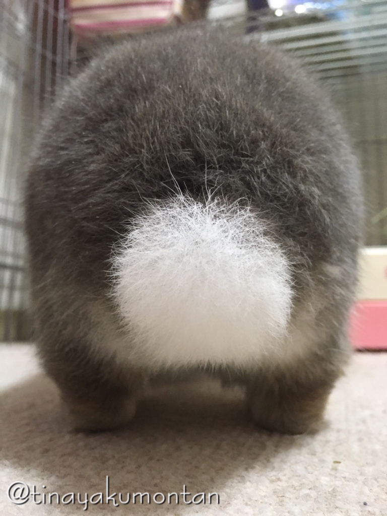 f:id:tinayakumontan:20160710094600j:plain