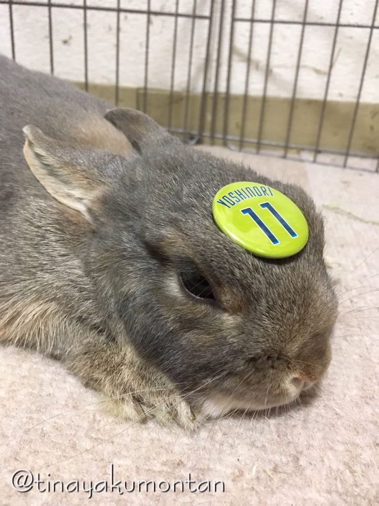 f:id:tinayakumontan:20160710200100j:plain