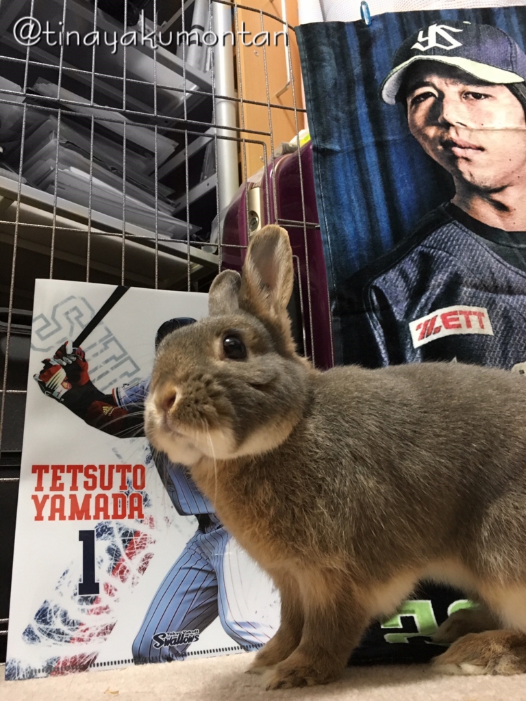 f:id:tinayakumontan:20160710203553j:plain