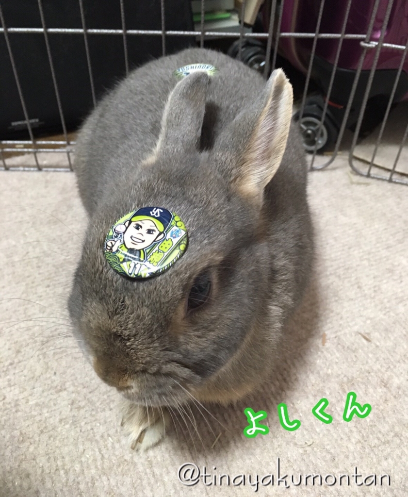 f:id:tinayakumontan:20160804214154j:plain