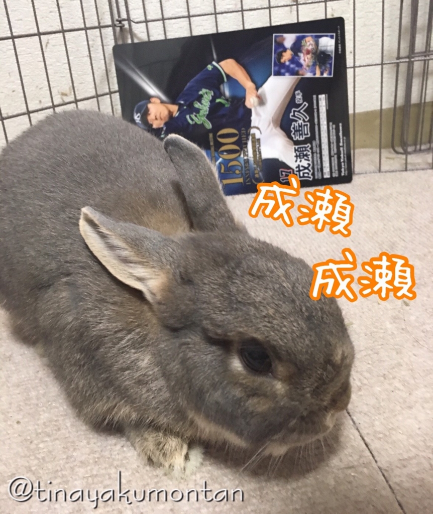 f:id:tinayakumontan:20160805212010j:plain