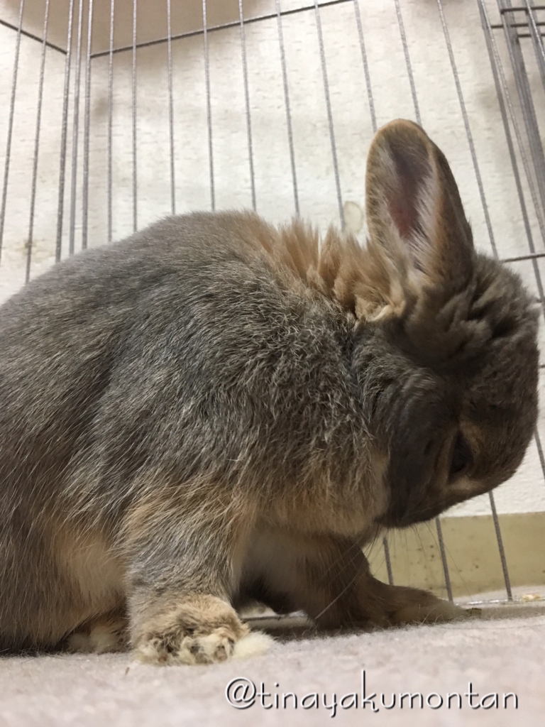 f:id:tinayakumontan:20160805212039j:plain