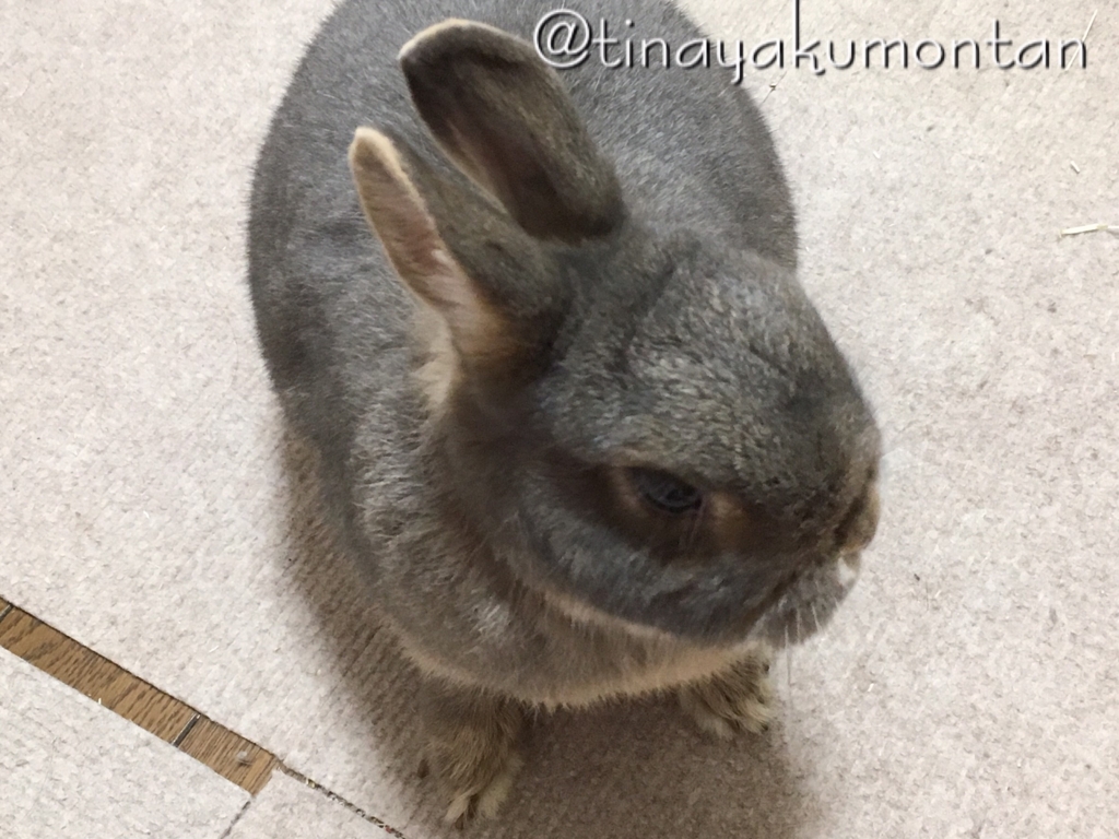 f:id:tinayakumontan:20160806230619j:plain