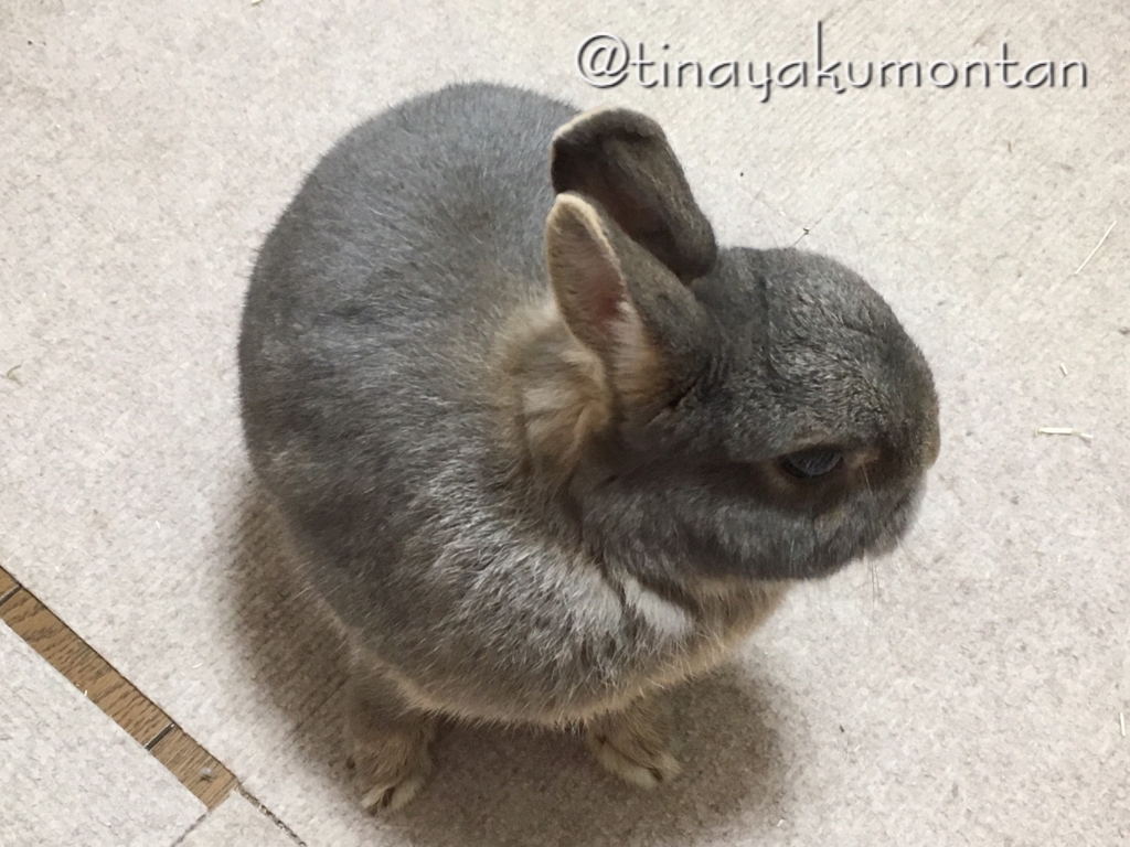 f:id:tinayakumontan:20160806230727j:plain