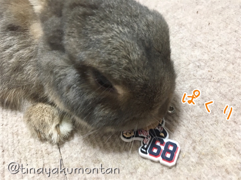 f:id:tinayakumontan:20160807085649j:image