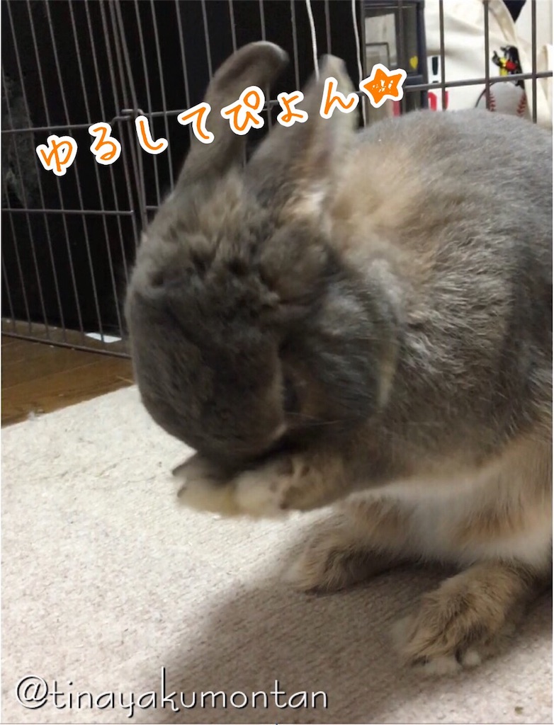 f:id:tinayakumontan:20160811233657j:image f:id:tinayakumontan:20160811233657j:image