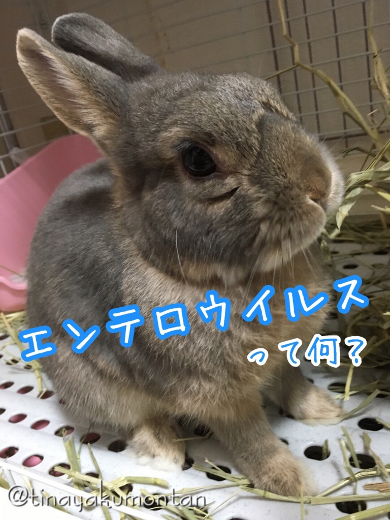 f:id:tinayakumontan:20160829224558j:plain