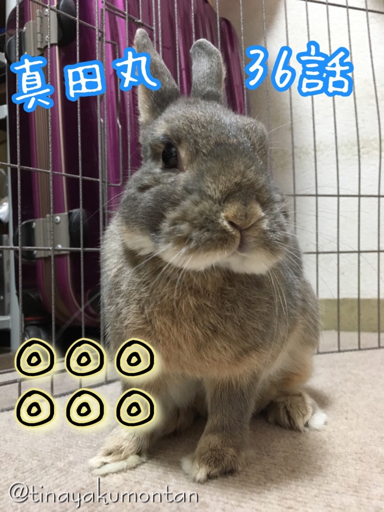 ゚ ゚ 真田丸 36話 勝負 感想 ちなヤクうさぎのもんたんのポール際 ゚ ゚ 真田丸 36話 勝負 感想 ちなヤクうさぎのもんたんのポール際