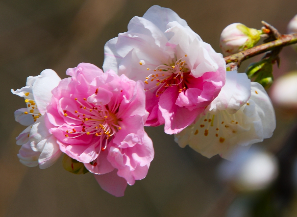 花いちばん - 拓のフォト日記