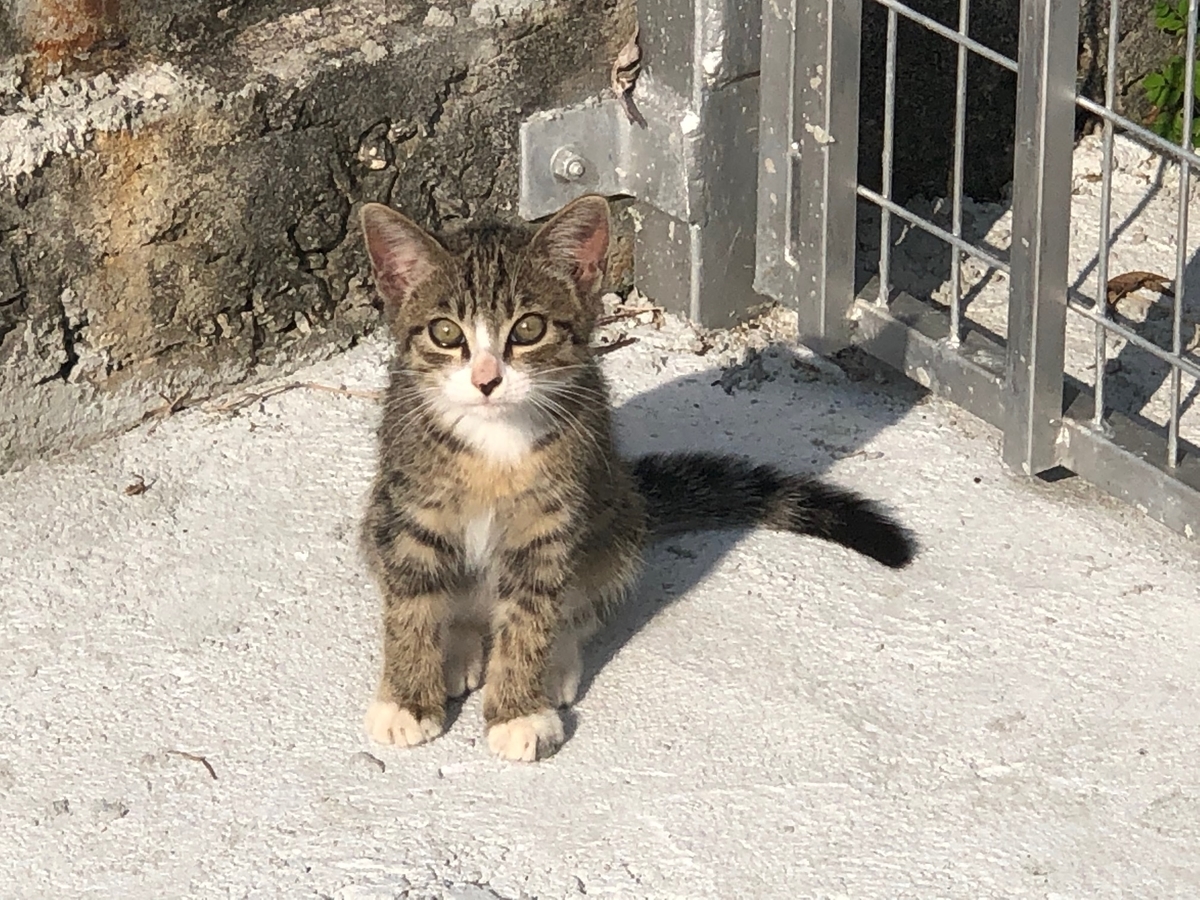 f:id:tingaratida33:20191105170919j:plain f:id:tingaratida33:20191105170919j:plain