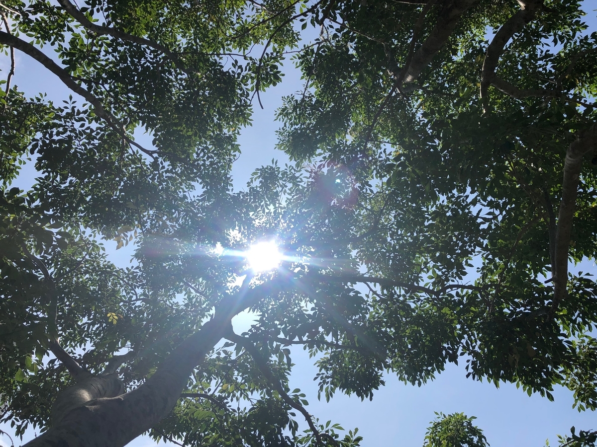 f:id:tingaratida33:20191127172505j:plain f:id:tingaratida33:20191127172505j:plain