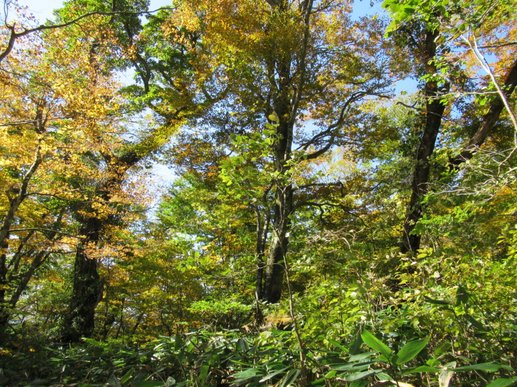 f:id:tingisuhan:20171026203535j:plain f:id:tingisuhan:20171026203535j:plain