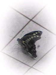 f:id:tinny:20080727143051j:image
