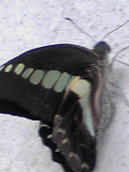 f:id:tinny:20080727155325j:image