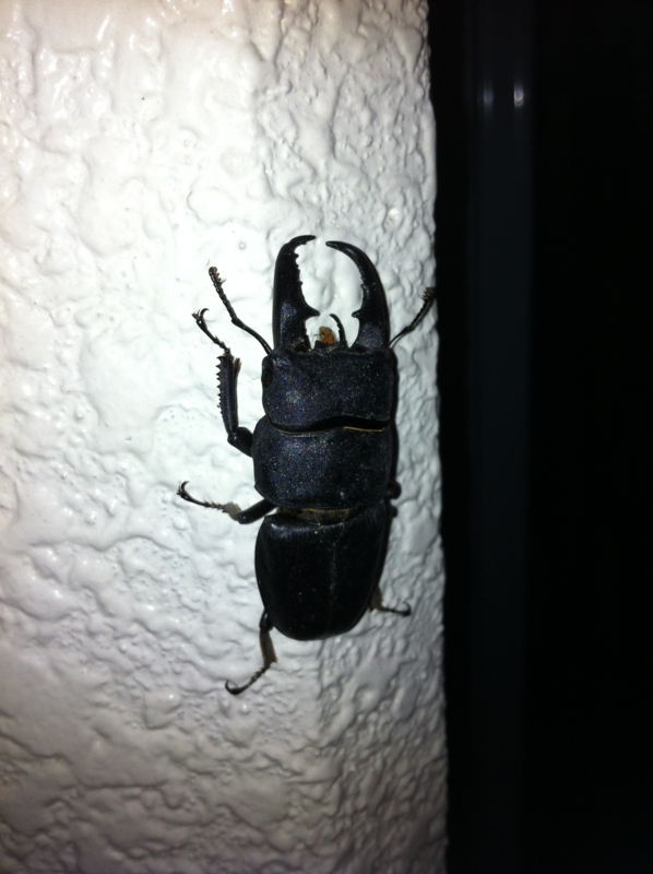 f:id:tino-sama:20120705222441j:image:w640 f:id:tino-sama:20120705222441j:image:w640
