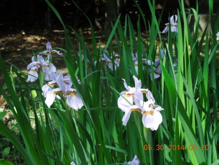 f:id:tinomoto:20140530092034j:image