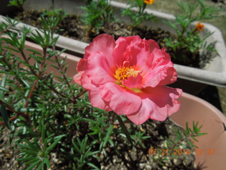 f:id:tinomoto:20140721125731j:image