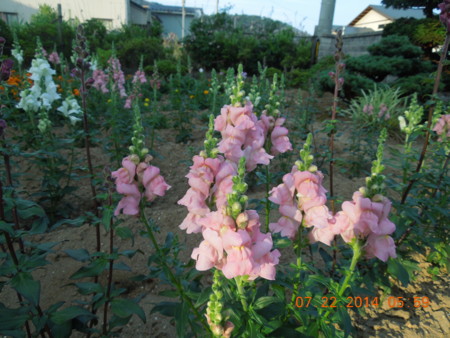 f:id:tinomoto:20140722055940j:image