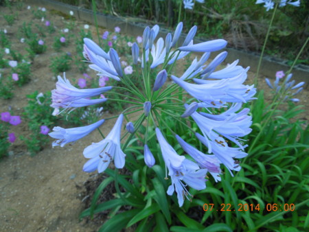 f:id:tinomoto:20140722060004j:image