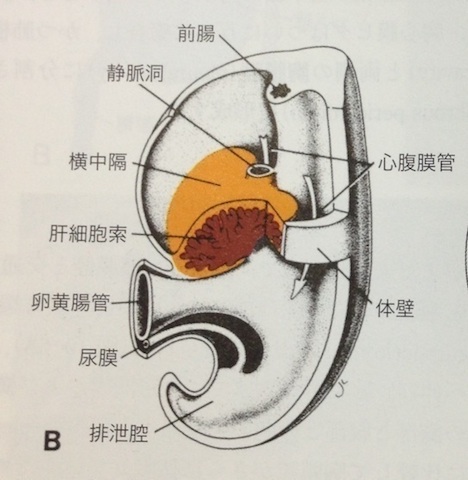 体腔壁