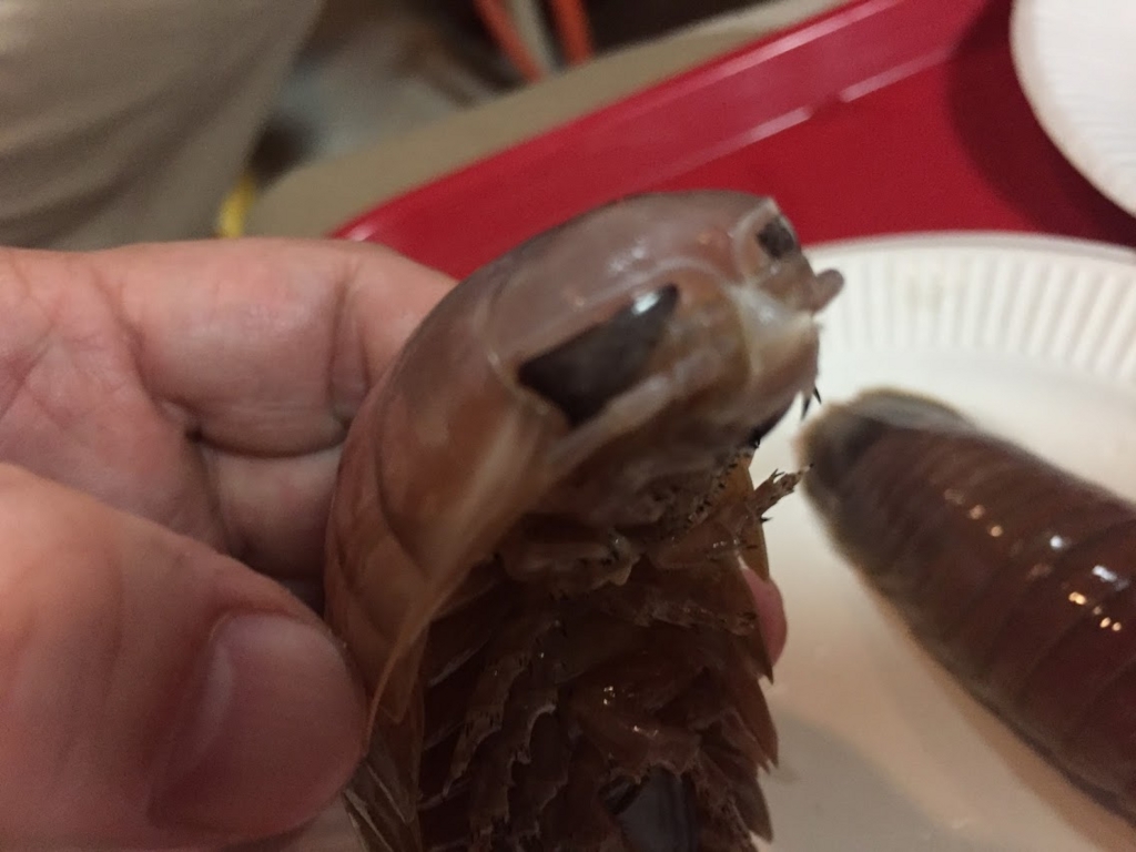 f:id:tipitu:20170220214155j:plain