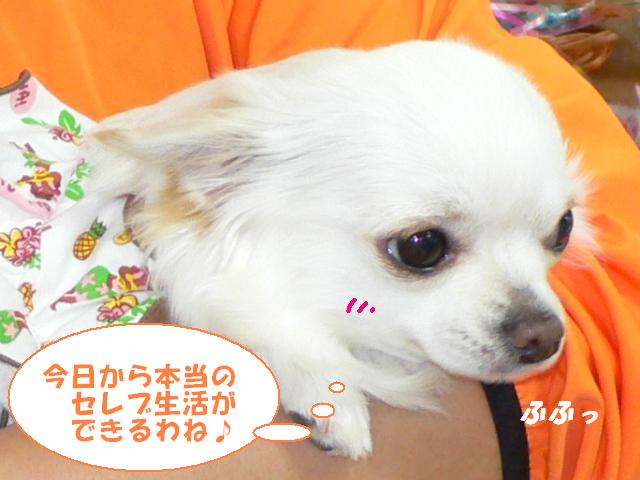 イメージ 7