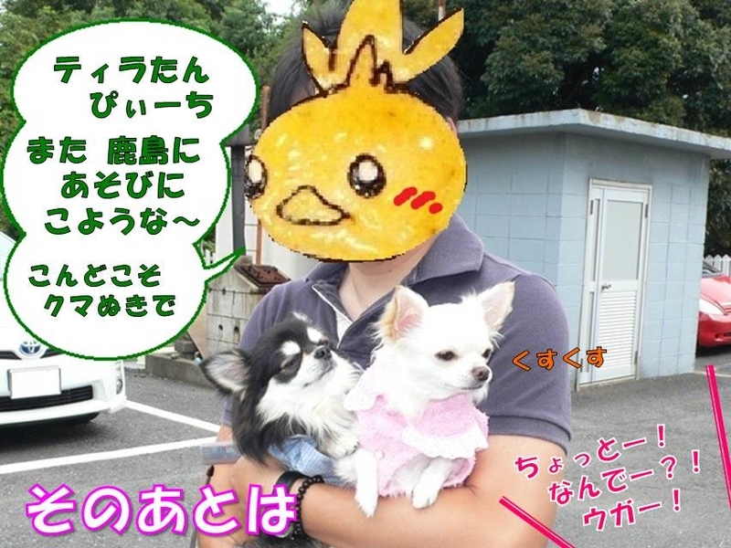鹿島アントラーズの応援に行こう その本山雅志選手編 ロングコートチワワのティラたん ぴぃーち チェルシー エピ シュシュ