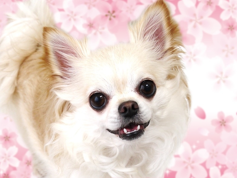 彦根城下町へやってきたチロクマ家 復活のティラたんとお花見旅行 その２ ロングコートチワワのティラたん ぴぃーち チェルシー エピ シュシュ