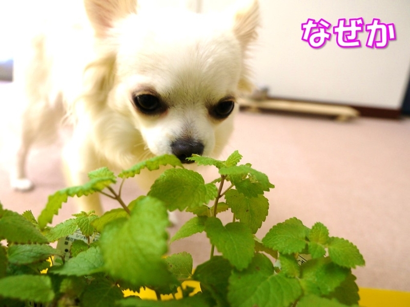 犬にいいハーブのレモンバーム ティラたんの身体のために良いこと その4 ロングコートチワワのティラたん ぴぃーち チェルシー エピ シュシュ 犬にいいハーブのレモンバーム ティラたんの身体のために良いこと その4 ロングコートチワワのティラたん ぴぃーち チェルシー エピ シュシュ