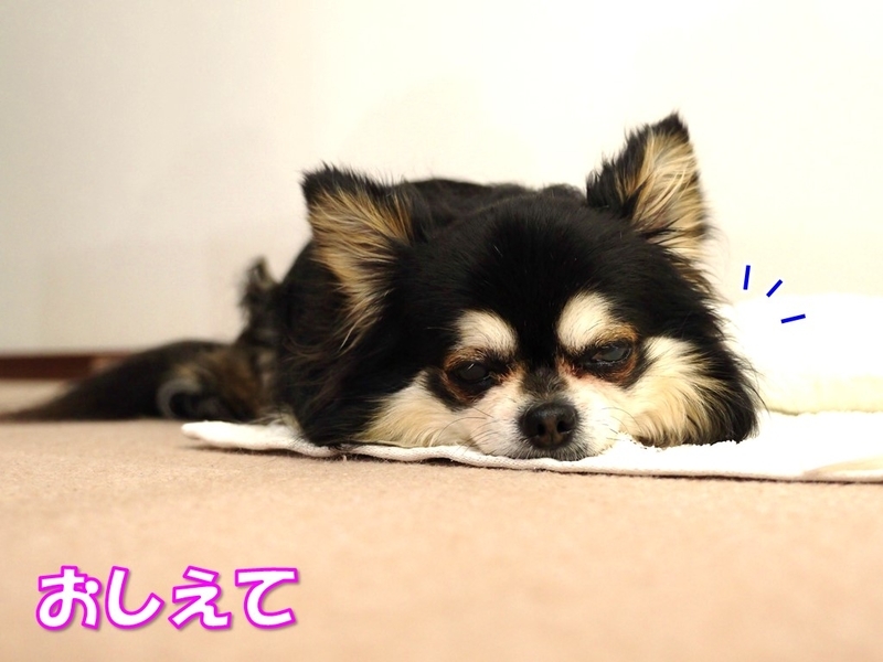 犬にいいハーブのレモンバーム ティラたんの身体のために良いこと その４ ロングコートチワワのティラたん ぴぃーち チェルシー エピ シュシュ