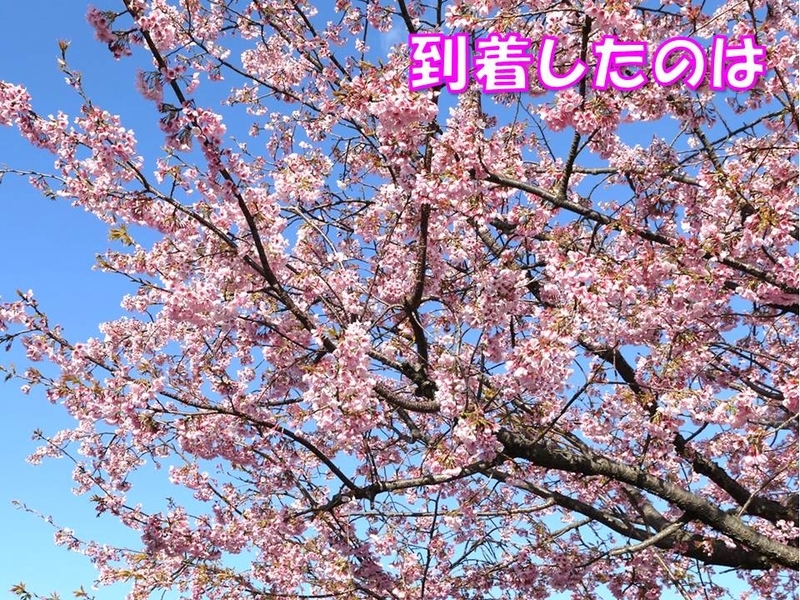 伊豆高原の癒しのお宿ちゃめごろうに到着 卒業入学祝 旅行 その11 ロングコートチワワのティラたん ぴぃーち チェルシー エピ シュシュ 伊豆高原の癒しのお宿ちゃめごろうに到着 卒業入学祝 旅行 その11 ロングコートチワワのティラたん ぴぃーち チェルシー エピ シュシュ