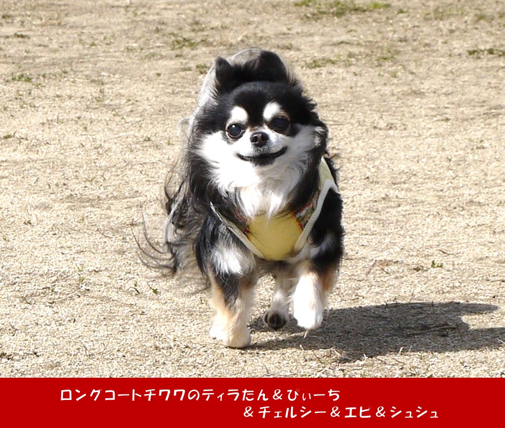 動画 天竜川の河川敷を駆けるティラたん アチャモの在宅勤務 ラスト２ ロングコートチワワのティラたん ぴぃーち チェルシー エピ シュシュ