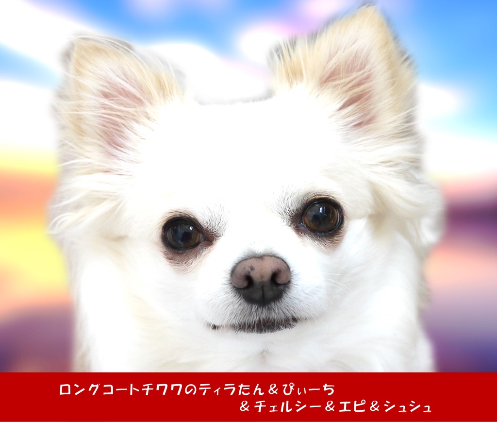 アチャモとは ゲームの人気 最新記事を集めました はてな