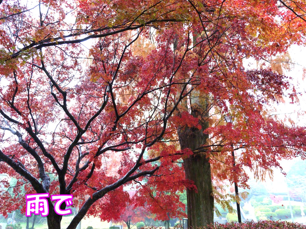 雨で舞い落ちる紅葉を見ながら味わうモンブラン栗一筋 21紅葉旅行 その11 ロングコートチワワのティラたん ぴぃーち チェルシー エピ シュシュ