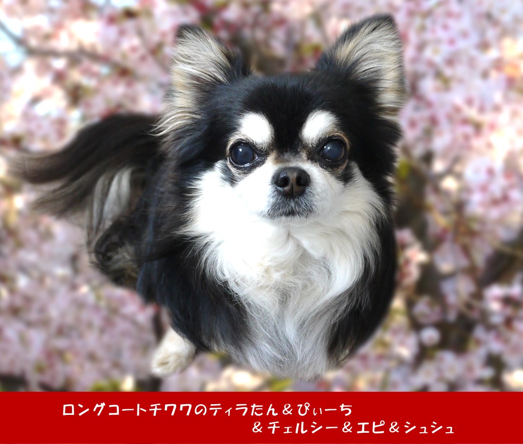 桜を眺めながら3チワワと散歩 - ロングコートチワワのティラたん