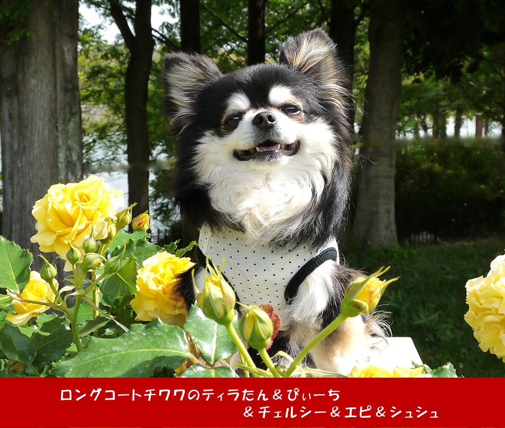 水と緑の音楽広場を歩いてバラの花壇と３チワワの笑顔 バラ園散歩22春 その６ ロングコートチワワ のティラたん ぴぃーち チェルシー エピ シュシュ
