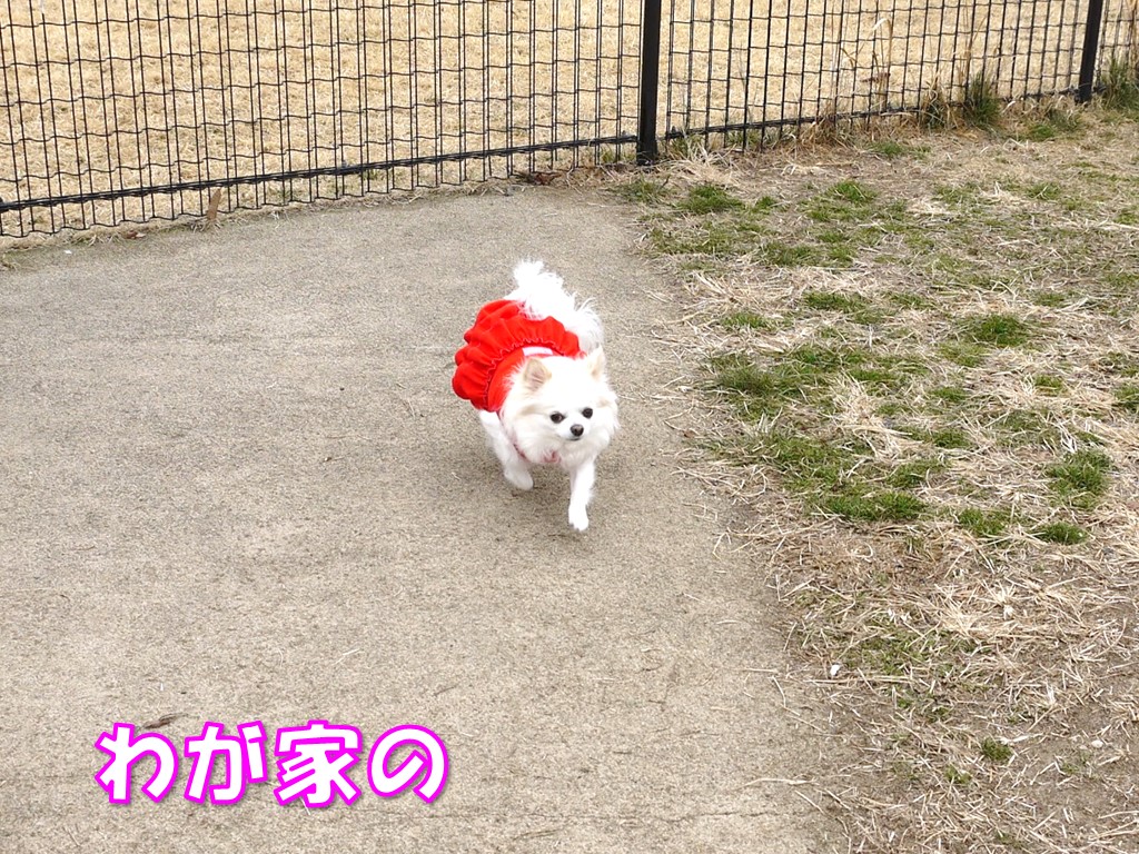 まずは社paのドッグランからスタート 雪遊び目的旅行22冬 その1 ロングコートチワワのティラたん ぴぃーち チェルシー エピ シュシュ まずは社paのドッグランからスタート 雪遊び目的旅行22冬 その1 ロングコートチワワのティラたん ぴぃーち チェルシー エピ シュシュ