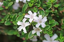 f:id:tisarou100:20171019144057j:plain f:id:tisarou100:20171019144057j:plain