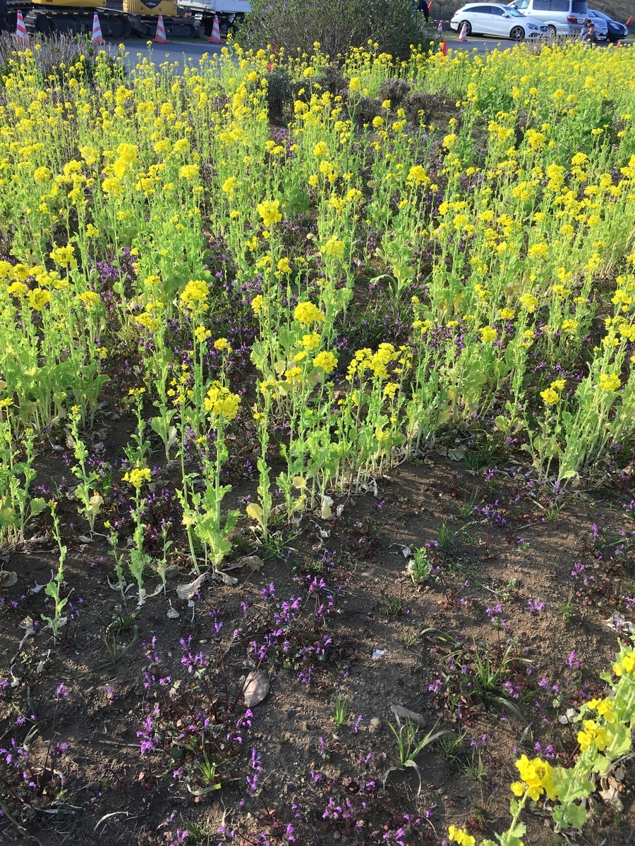 車を処分してみて。 もの と こころ