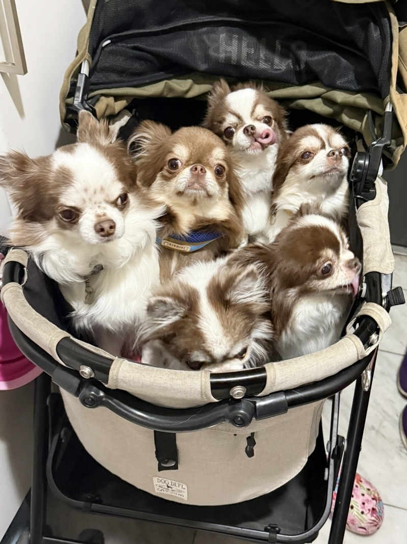 6チワワ揃っての健診＆トリミングday🛀✂️🪮 - 犬小屋備忘録（旧せれぼ）