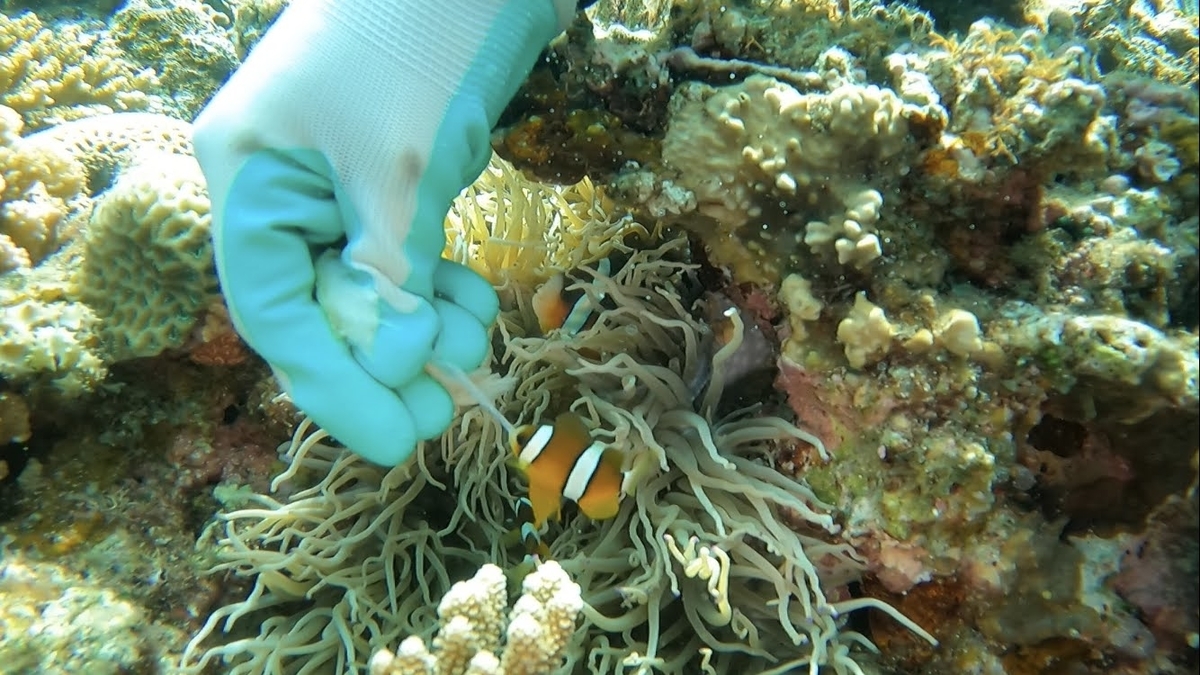 食パンを持った手 クマノミ