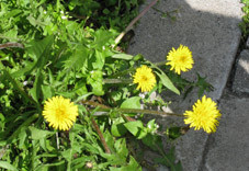 f:id:tk-mokami:20090403232646j:image