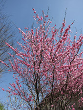 f:id:tk-mokami:20090403232647j:image
