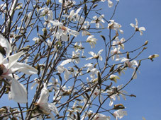 f:id:tk-mokami:20090403232648j:image