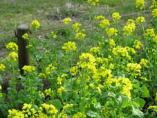 f:id:tk-mokami:20090403234935j:image