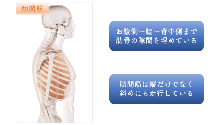 姿勢から見るストレッチのポイント 猫背編 りはろぐ 身体の仕組みを伝えるリハビリブログ