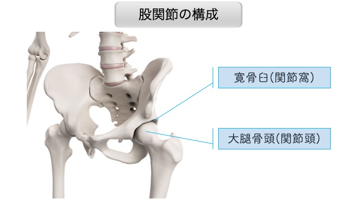 股関節の構成と運動 関節可動域 りはろぐ 身体の仕組みを伝えるリハビリブログ 股関節の構成と運動 関節可動域 りはろぐ 身体の仕組みを伝えるリハビリブログ