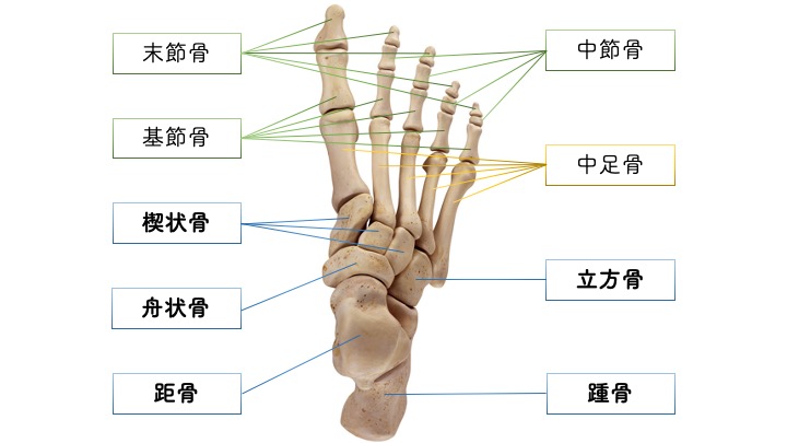 足部 足趾の骨の構造 りはろぐ 身体の仕組みを伝えるリハビリブログ