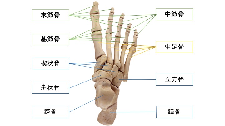 足部 足趾の骨の構造 りはろぐ 身体の仕組みを伝えるリハビリブログ 足部 足趾の骨の構造 りはろぐ 身体の仕組みを伝えるリハビリブログ